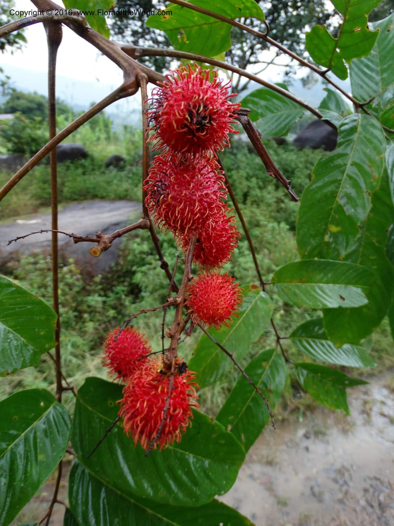 Lepisanthes, Buerki, S 368--Sabah. Sg. Mokodou. 12 Oct 2014. DSC04629 (33).JPG