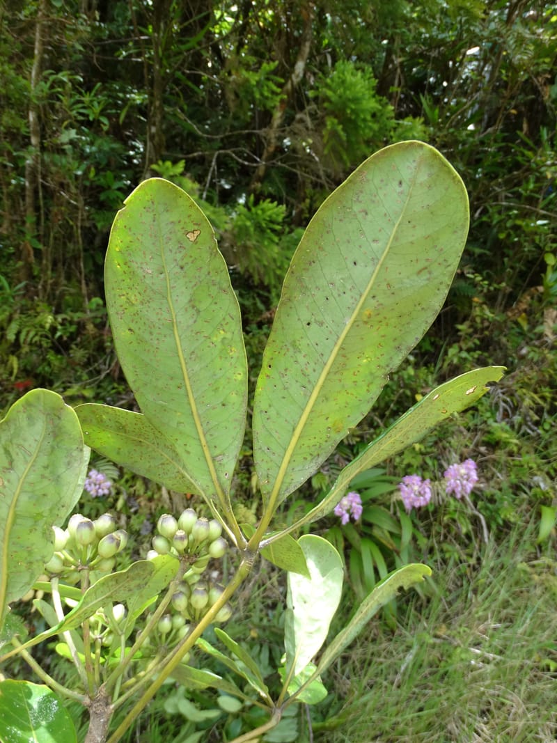 Plerandra grandiflora, Plunkett, G 3178--Fiji. Delaikoro Mtn. 3 Nov 2015. DSC08393 (126).JPG