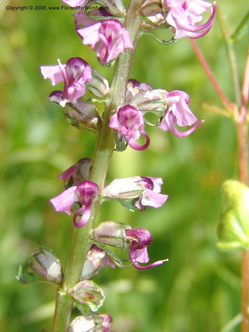Pedicularis groenlandica--ID. Valley Co. Payette Lake. Sylvan Beach reservoir. 24 Jul 05. 159.jpg