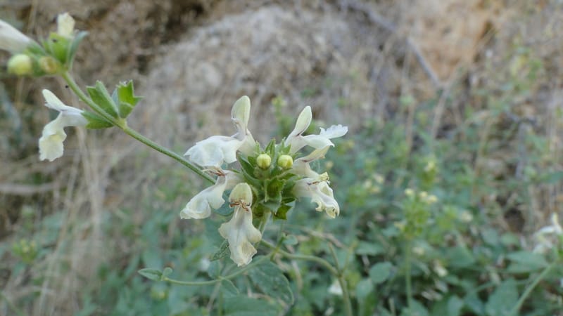 Stachys ballotiformis, A. G. Miller 132.11--Iraq. Kurdistan. Shakh-i Pira Magun. Gueza Khan. 11 June 2010. 089 (4).jpg