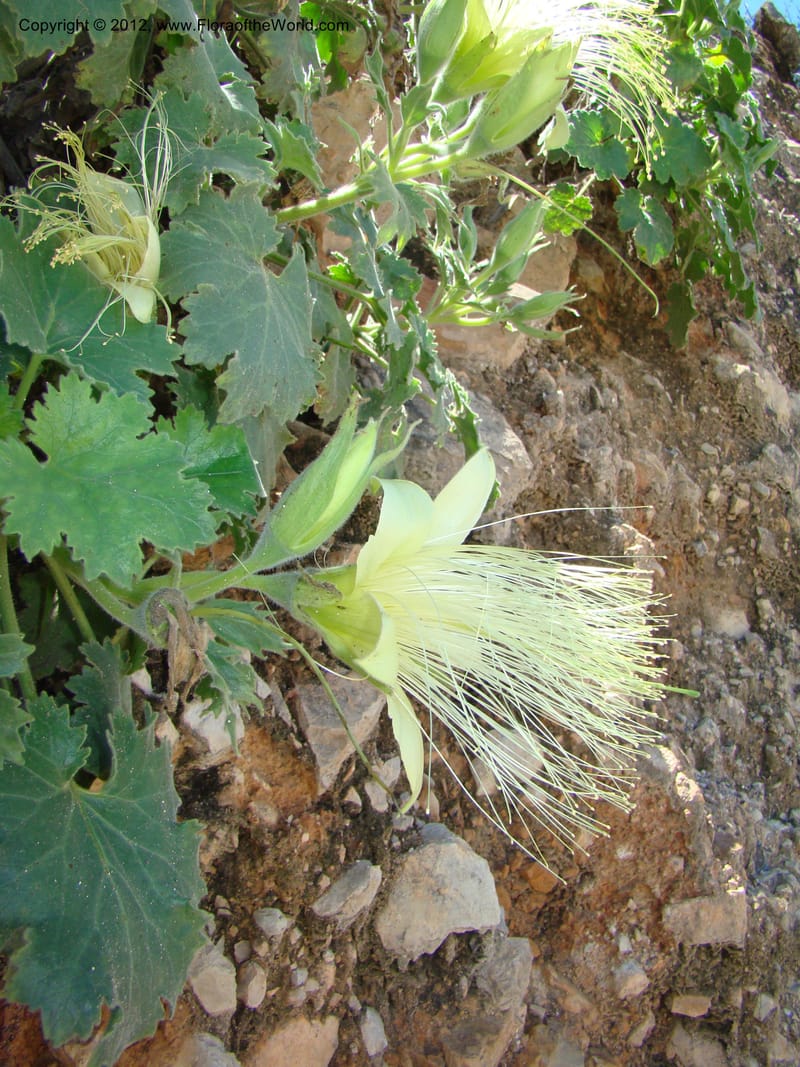 Eucnide grandiflora, N. Martinez M. 2390--MX. Oaxaca. Dto. Cuicatlan. Cta. a Jocotepac. 10 Sep 08. 138 (19).jpg