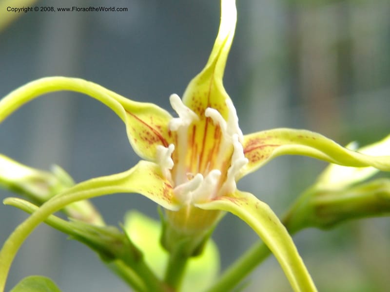 Strophanthus gratus--France. Nancy. Jard. Bot. Montet. 2 May 05. 054.jpg