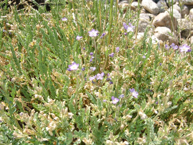 Polemonium pulcherrimum, CDavidson11098--ID. Idaho Co. Dredge ponds W of Warren. 8 Jul 07. 112.jpg