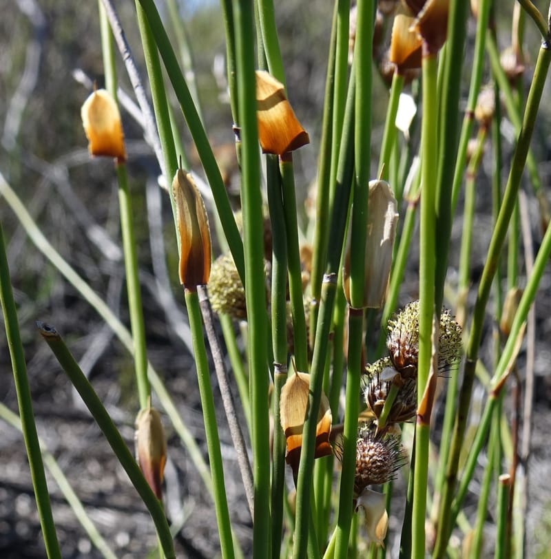 Lepidobolus chaetocephalus, Davidson, C 13414--Australia. Kingia locality. 23 Oct 2016. DSC04566 (183).JPG