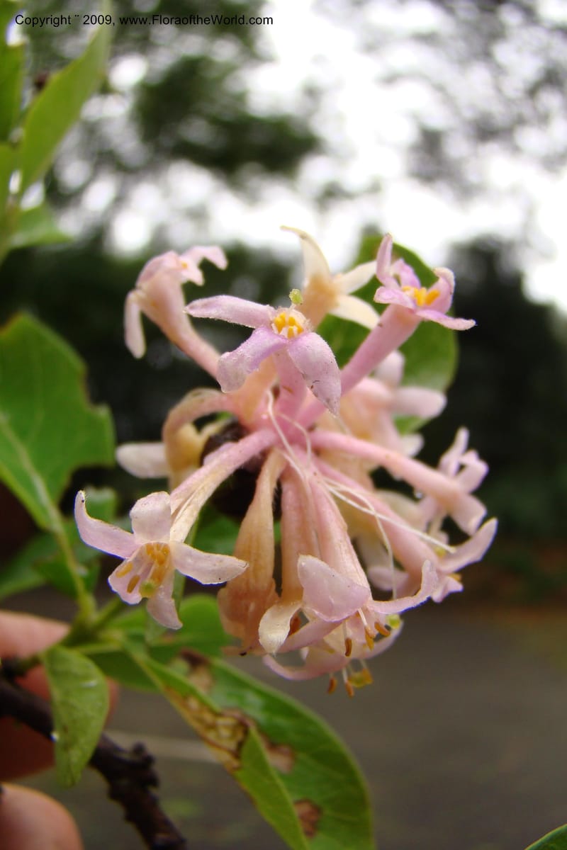 Dais cotinifolia, Z. Rogers 1358--South Africa. KwaZulu-Natal.  29 Jan 09. 002.jpg
