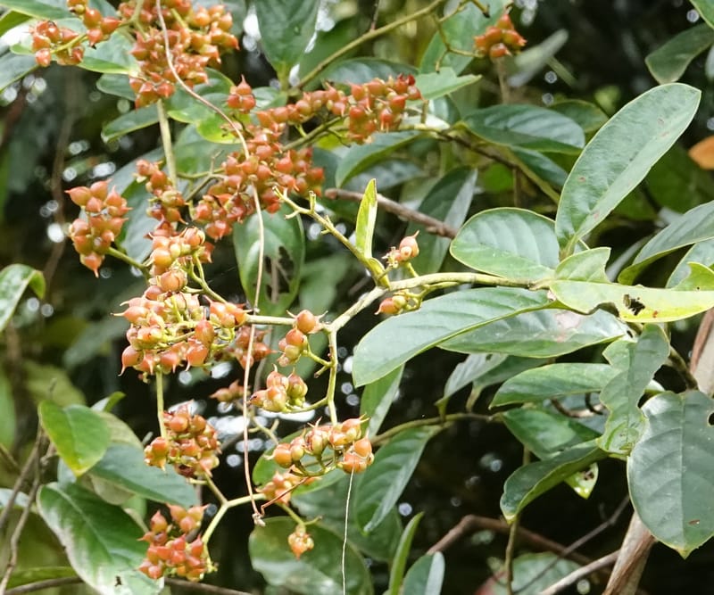 Tetracera, C. Davidson 13910--Gabon. M de C. Road past the cabins. 29 Oct 2018DSC09794 (4).JPG