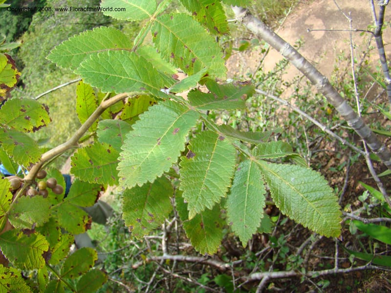 Bursera diversifolia, NMartinezM2420--MX. Chiapas. Jiquipilas. Cerro el Campanario. 14 Sep 08. 139.jpg