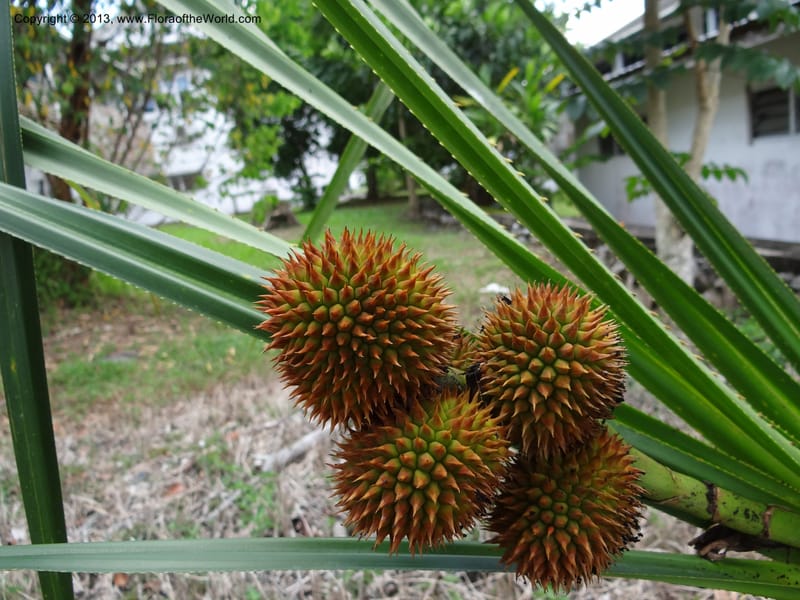 Cluster of spiky syncarps nestled among narrow leaves