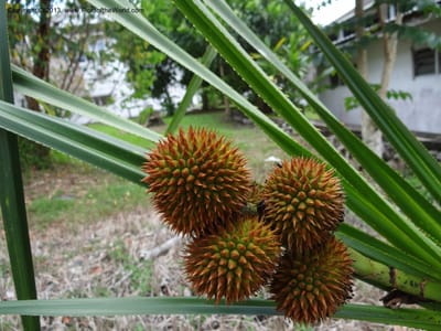 Cluster of spiky syncarps nestled among narrow leaves