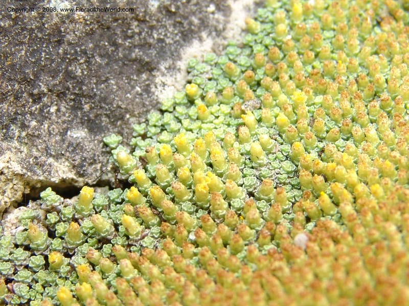 Raoulia lutescens--CA. San Francisco Arbor. 3 Jul 07. 286.jpg