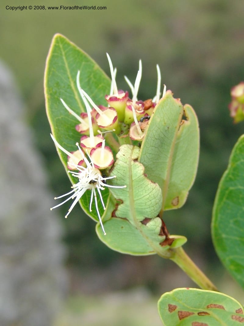 Syzygium cordatum--So.Africa. E. Cape. Umtamvuna Nat. Res. 11 Mch 05. 276.jpg