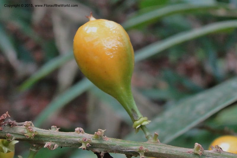 Aglaia, Regalado 1857--Viet Nam. Unknown mountain. 10 May 2011. 115 (22).jpg
