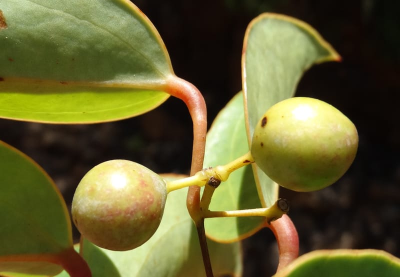 Smilax, Munzinger, J 7482--New Caledonia. PinPin. 20 Nov 2015. DSC03938 (217).JPG