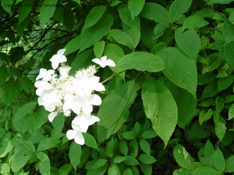Hydrangea macrophylla, v. serrata, 1109-82-A--MA. Arnold Arbor. 30 Jun 03. 005.jpg