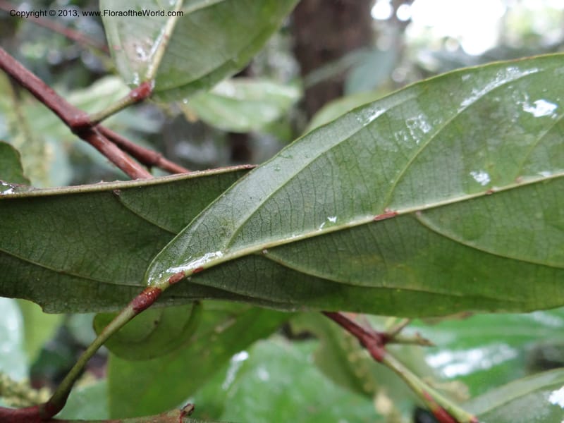 Tetracera nordtiana, Gray, B 9632--Australia. Queensland. Misty Mtn. Rd. 12 Nov 2013. DSC08108 (35).JPG