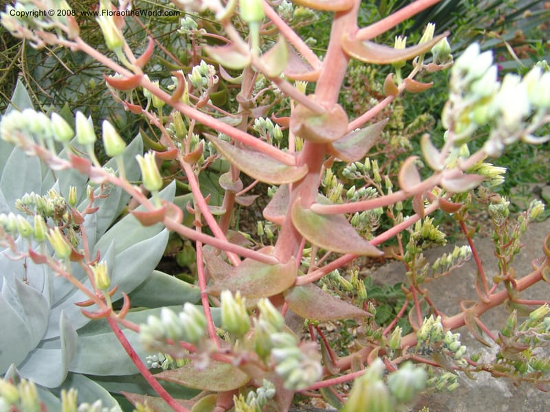 Dudleya brittonii, 93.0424--CA. UC Berkeley Bot. Garden. 31 May 07. 009.jpg