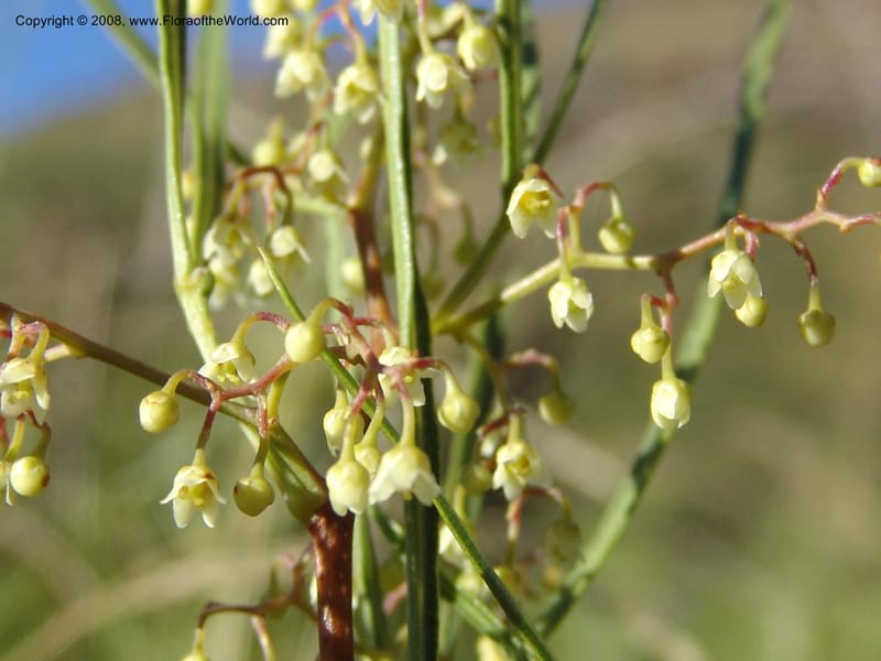 Rhus--So.Africa. E. Cape. Joubert's Pass, SE of Lady Gray. 9 Mch 05. 253.jpg