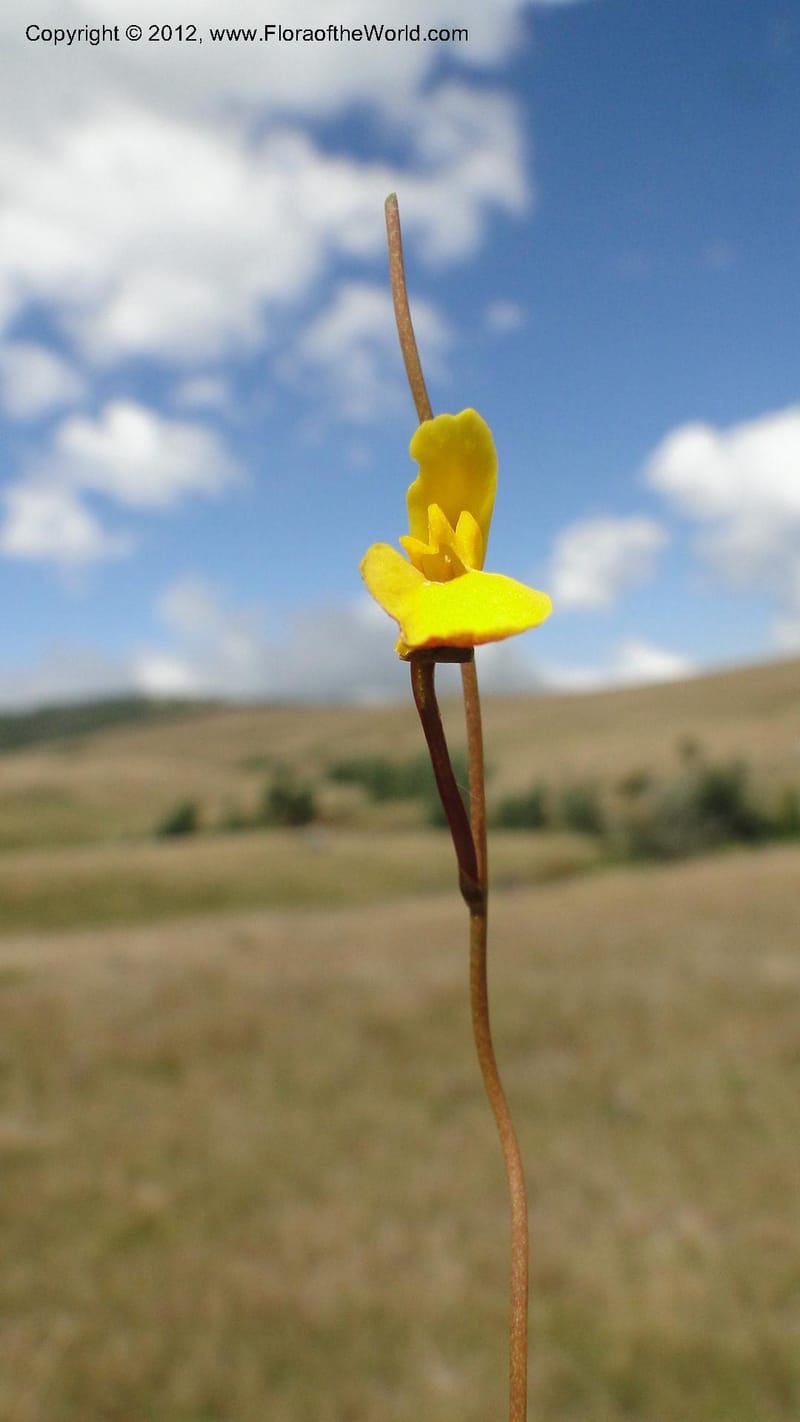 Utricularia prehensilis, N. Manjato 175--Madagascar. E of Ambositra toward Antoetra. 2 May 2010 196 (6).jpg