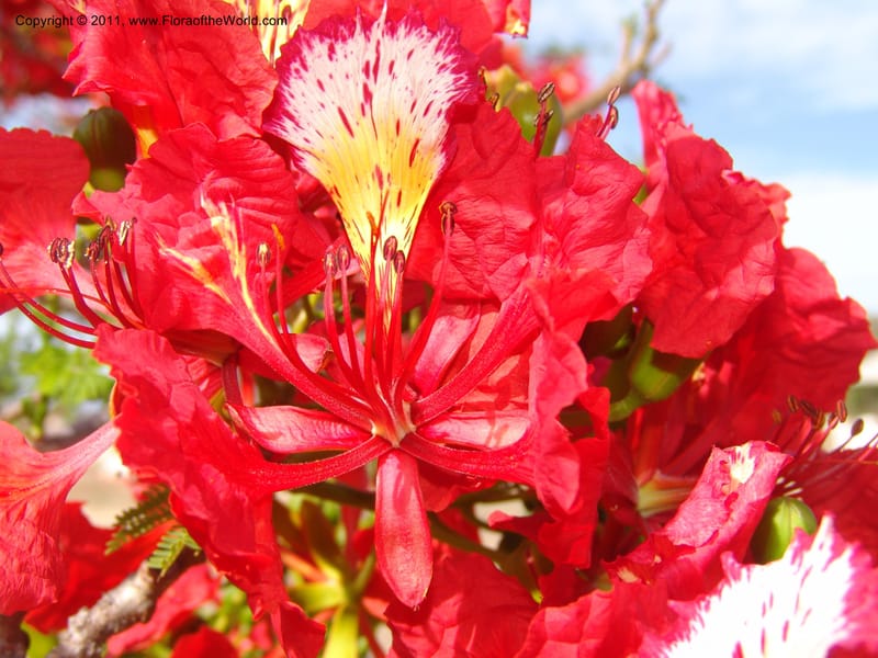 Delonix regia, ROR1560--Madag. Prov. Antsir. Orangea For. Pres. 9 Nov 06. 220 (14).jpg