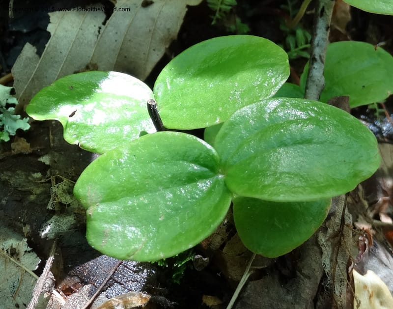 Diphylleia cymosa, Davidson, C 12981--North Carolina. Clay Co. Perry Gap Rd, Barnard's Cr. 13 May 2015. DSC04860 (188).JPG