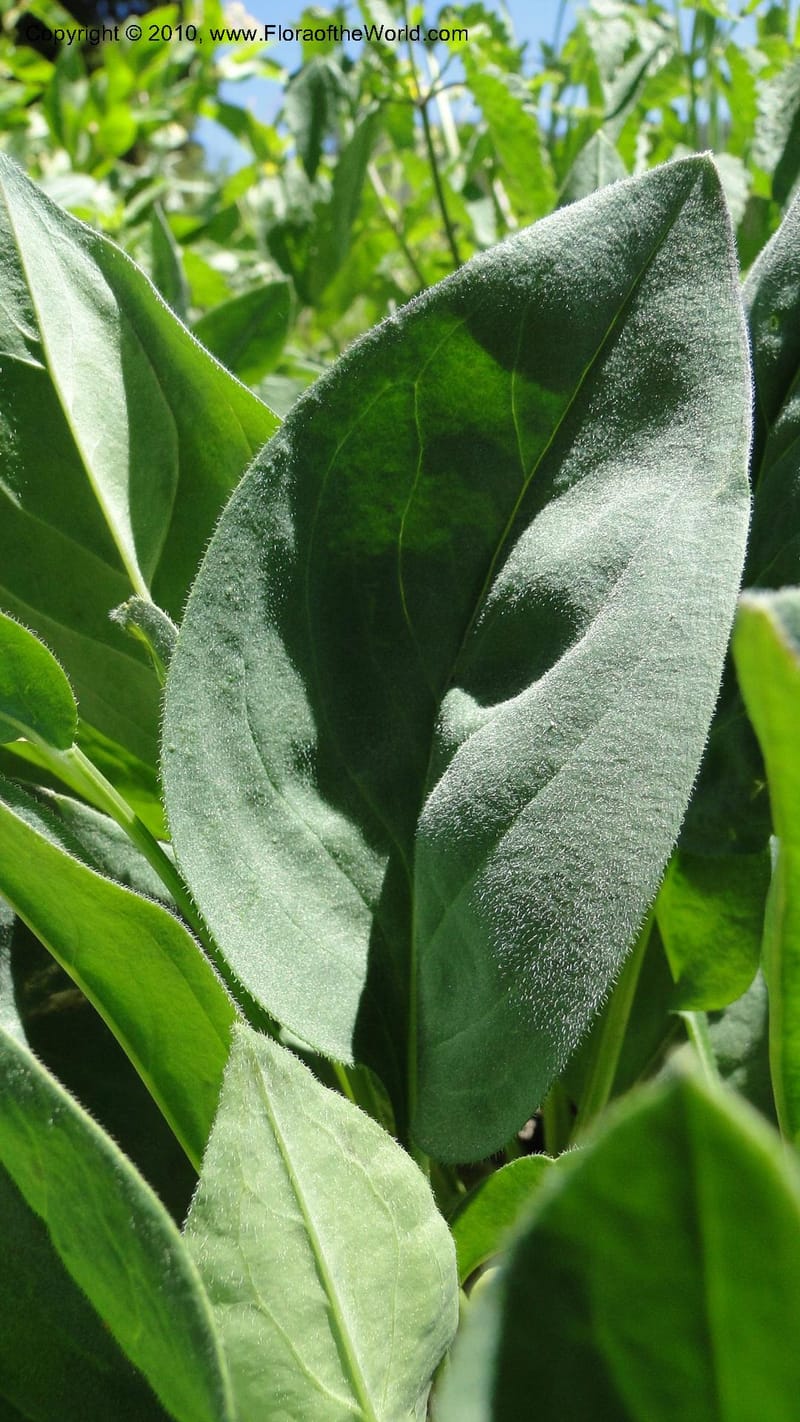 Mertensia paniculata, C. Davidson 11753--ID. Valley Co. Road to Gold Fork Looklout. 16 July 2010. 031 (1).jpg