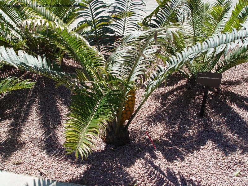 Encephalartos senticosus, 1999.0110--Spain. Barcelona Botanic Garden. 19 Apr 04. 049.jpg