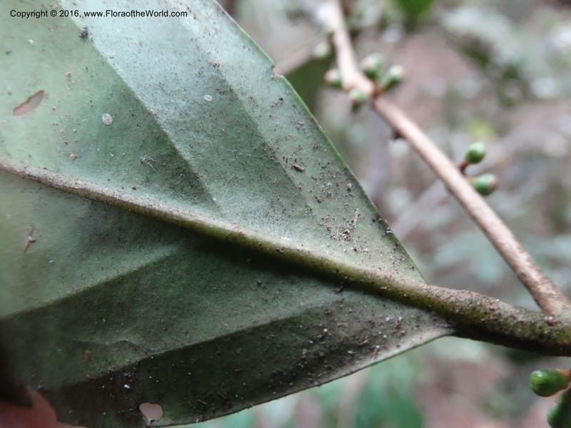 Erycibe, Davidson, C 12887--Sabah. Sapa Paya For. Res. 23 Mar 2015. DSC00001 (108).JPG