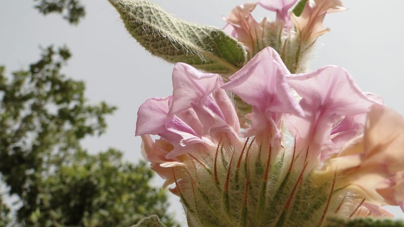 Phlomis rigida, A. G. Miller 118.A20--Iraq. Kurdistan. Shakh-i Pira Magun. 9 June 2010. 014 (6).jpg
