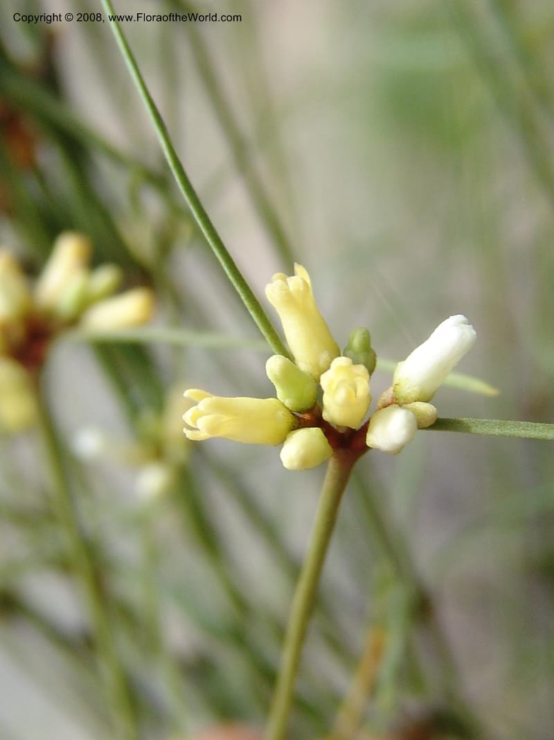 Secamone minutiflora, Z.Rogers816--Madag. Prov. Fianar. Parc Nat. Isalo. 12 Jan 06. 189.jpg