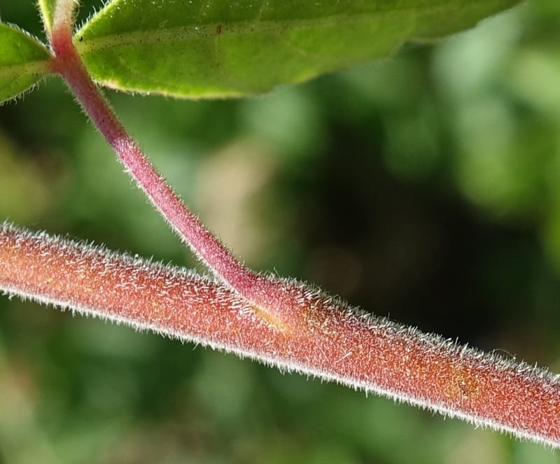 Rhus aromatica, C. Davidson 13590--CA. Tehama Co. W of Vestal Rd. on Hwy 36. 6 June 2017. DSC01078 (31).JPG