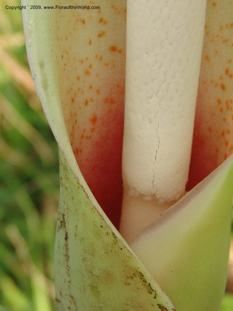Philodendron deflexum, Croat98842--Ecuador. Zam. Ch. Rio Wawaime Val. 19 Sep 07. 104.jpg