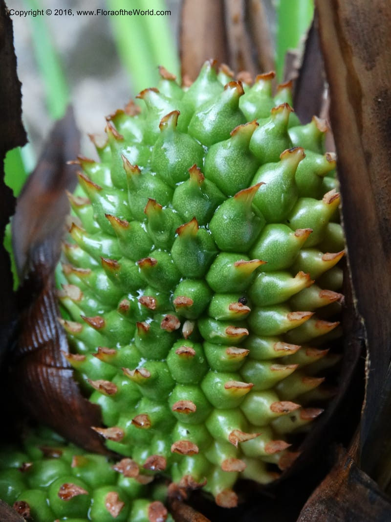 Pandanus borneensis, Callmander, M 1186--Sabah. G. Silam. 1 Oct 2014. DSC00937 (176).JPG
