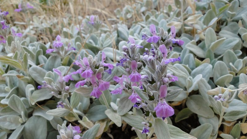 Stachys, A. G. Miller 142.5--Iraq. Kurdistan. Shakh-i Pira Magrun. Zewiya. 12 June 2010. 192 (2).jpg