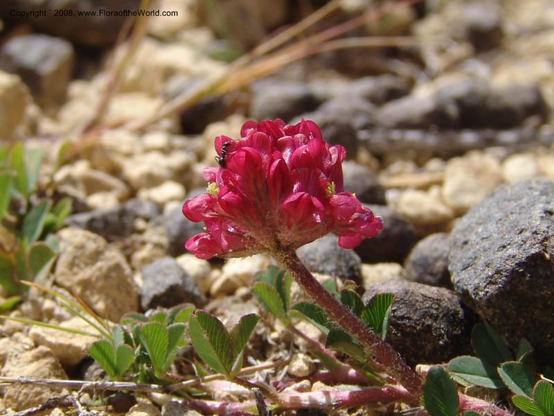 Trifolium burchellianum--So.Africa. E. Cape. R58 SE of Barkly East.10 Mch 05. 244.jpg