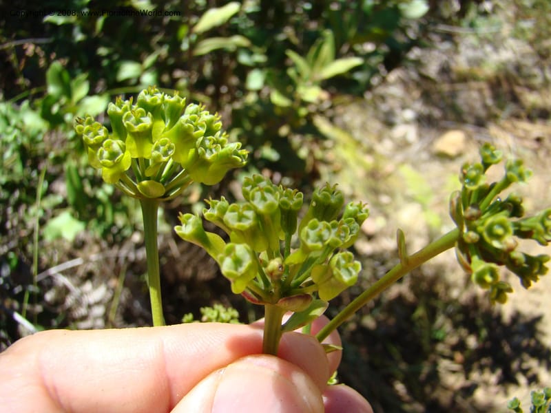 Myodocarpus involucratus, PLowry6878--N.Caled. Dumbea Dam in Dumbea Riv, S of Noumea. 11 Nov 07. 129.jpg