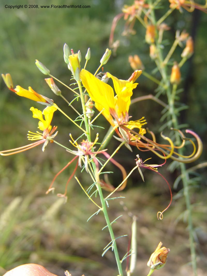 Cleome angustifolia--So.Africa. Mpumal. R577 N of Lydenburg. 16 Mch 05. 079.jpg
