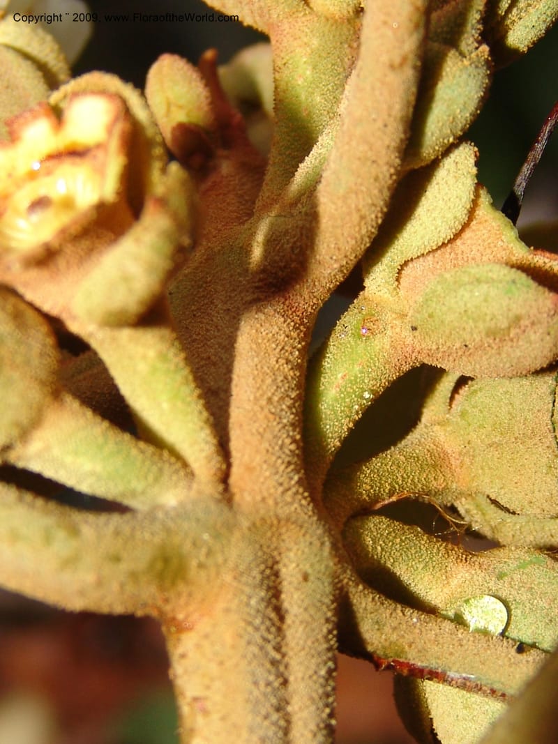 Blakea, DNeill15917--Ecuador. Prv. Zam. Ch. C del Condor. Wawaime plot. 22 Sep 07. 439.jpg