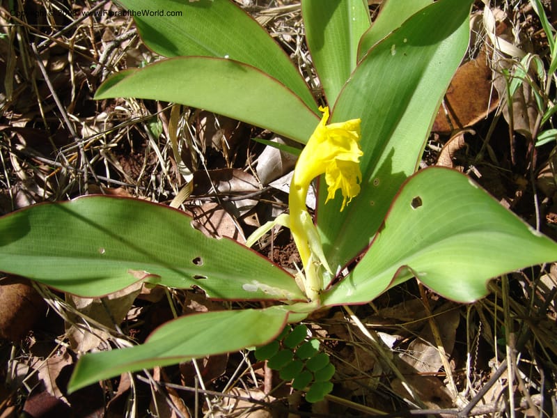 Costus, GSimon1492--Tanz. Ulanga Dist. Miombo. Ca. 10 km N of Mahenge. 18 Feb 06. 486.jpg