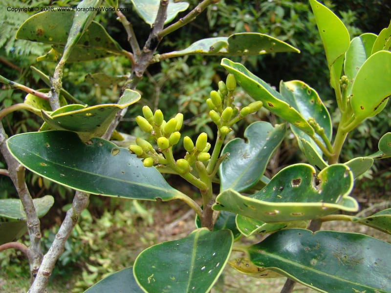 Apodytes clusiifolia, JMunzinger4793--New Caledonia. Aoupinie. 15 Nov 07. 173.jpg