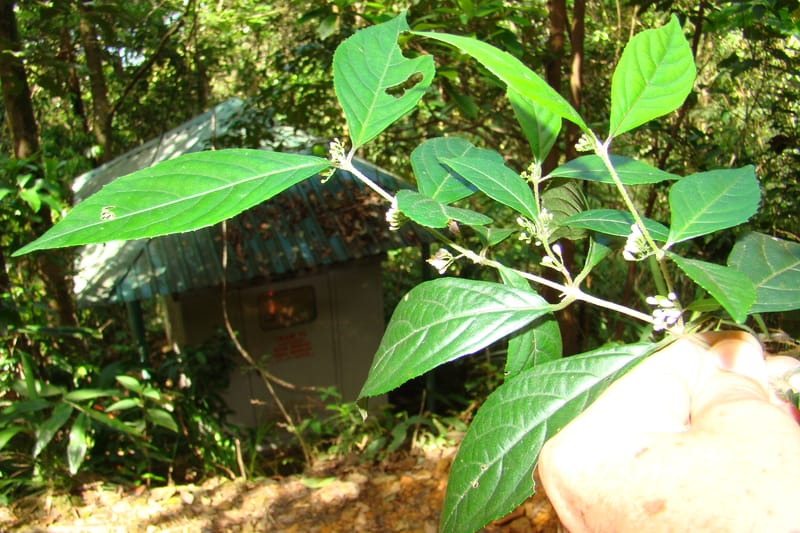 Callicarpa, Regalado 1734--Viet Nam. Thua Thien Hue Prov. Phu Loc Distr. Bach Ma. 13Apr 09. 131 (13).jpg