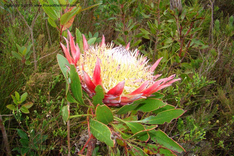 Protea cynaroides, C. Davidson 11499--South Africa. Marloth Nat. Res. Langeberg Mts. 22 Aug 09. 139 (1).jpg