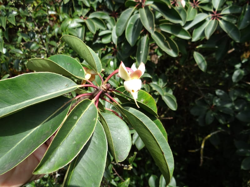 Anneslea fragrans, VC 5499--Thailand. Chiang Mai. Doi Inthanon Nat. Park. 8 Nov 2012. DSC07747 (161).JPG