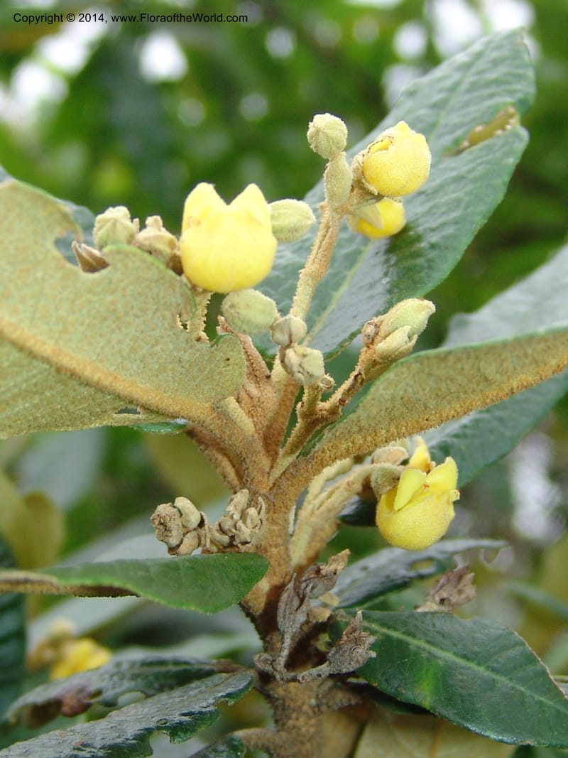 Anastrabe integerrima--So.Africa. E. Cape. Umtamvuna Nat. Res. 11 Mch 05. 078a (13).jpg