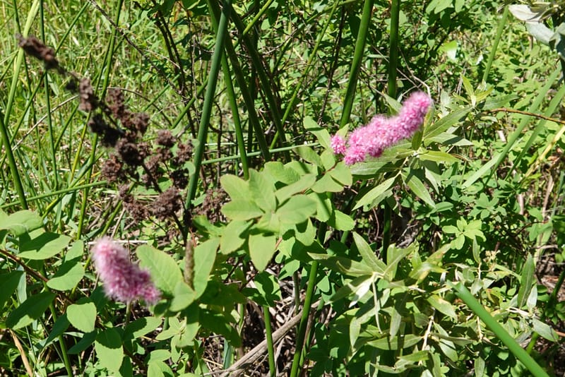 Spiraea douglasii var. menziesii, C. Davidson 13807--ID. Benewah Co. St. Joe R. Rd. Turtle Lake. 8 Jul 2018. DSC05829 (89).JPG