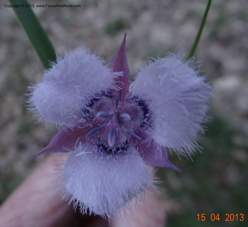 Calochortus coeruleus, Davidson, C 12122--USA, CA, Shasta Co.  15 Apr 2013  9965 (10).JPG