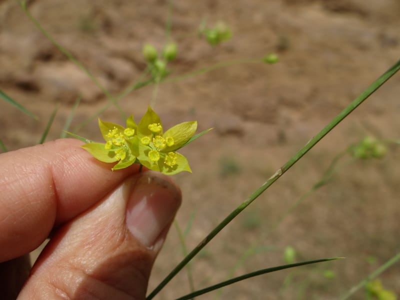 Bupleurum--Kurdistan. Tawailla. Stop 3. 22 May 2013. DSC04827 (12).JPG