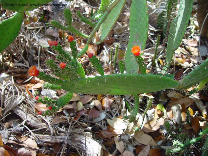 Opuntia spinosissima--FL. Fairchild Trop. Gard. 7 Apr 03. 336.jpg