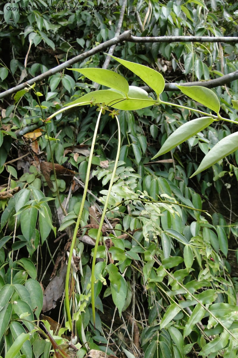 Aeschynanthus, Regalado 1870--Viet Nam. Thac Kazan waterfall. 10 May 2011. 266 (12).jpg