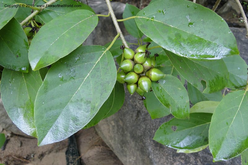 Diospyros, Regalado, Ja 1986--Viet Nam. Nui Baden Temple. 16 May 2011. 022 (5).jpg