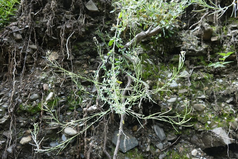 Arabis pycnocarpa var. pycnocarpa, D. Boufford 44001--China. Sichuan. Yibailingba-gou. 12 Aug 2017. DSC04660 (138).JPG